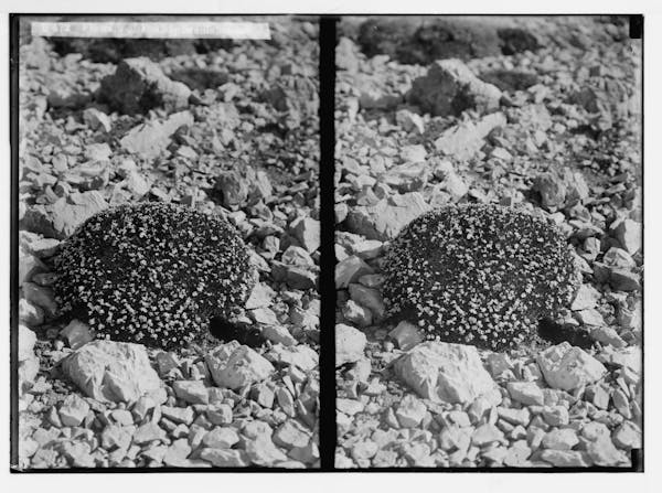 Photograph of Palestinian wildflower